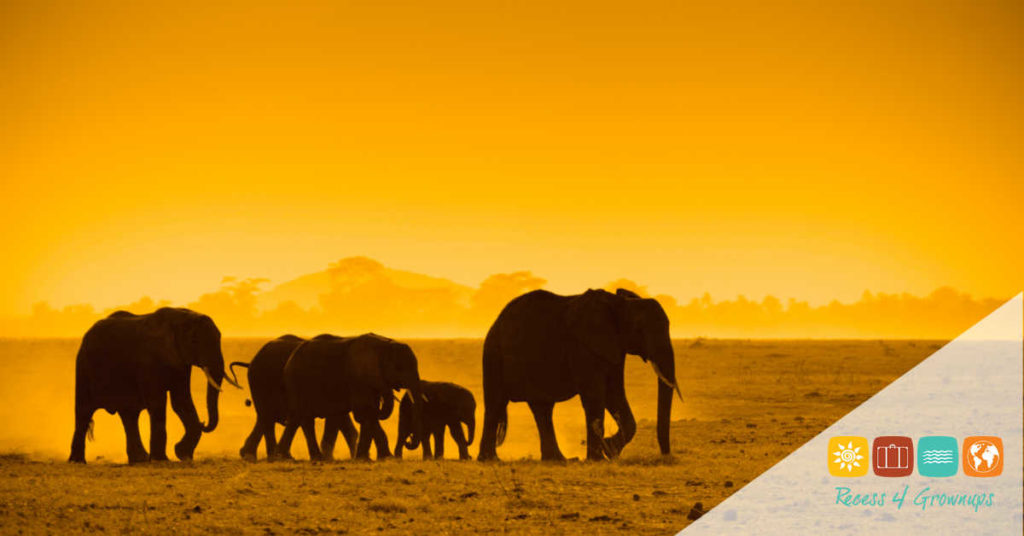 Africa-Kenya-AmboseliNatlPark-Elephants-Gold-Featured Image-SS.jpg