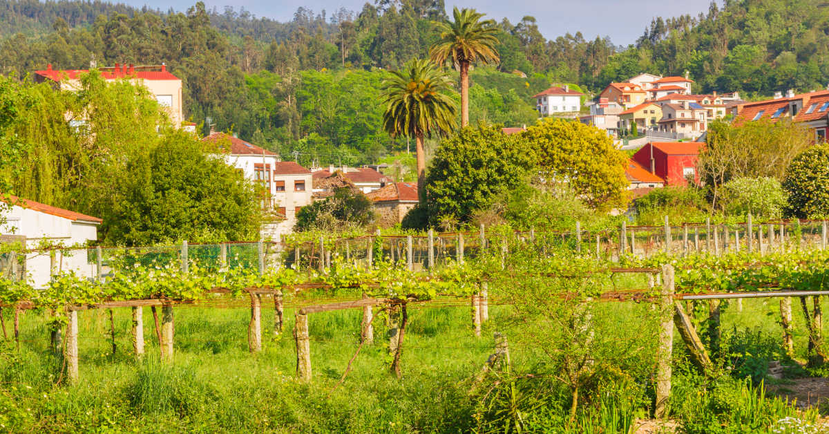 Green rural scene with farmlands and houses in Caldas de Reis town